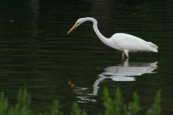Crane